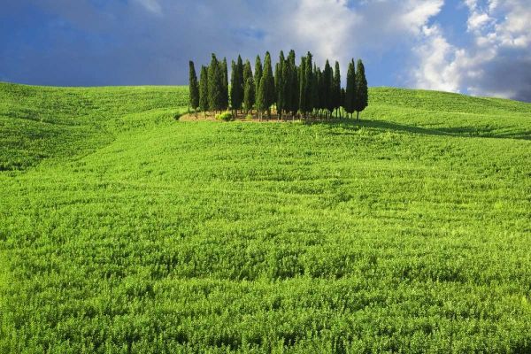 Italy, Tuscany Group of cypress trees